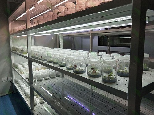 滨海植物组织培养实验室设计建设方案